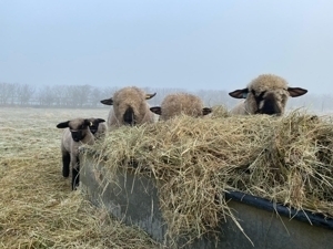 Pedigree Hampshire Down Sheep