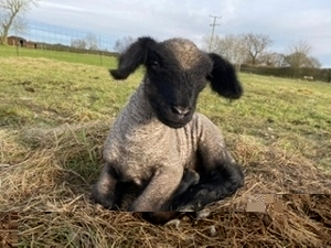 Pedigree Hampshire Down Sheep